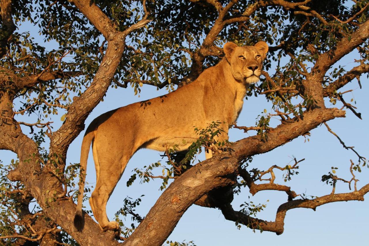Sungulwane Private Game Lodge Глуглуве Екстер'єр фото