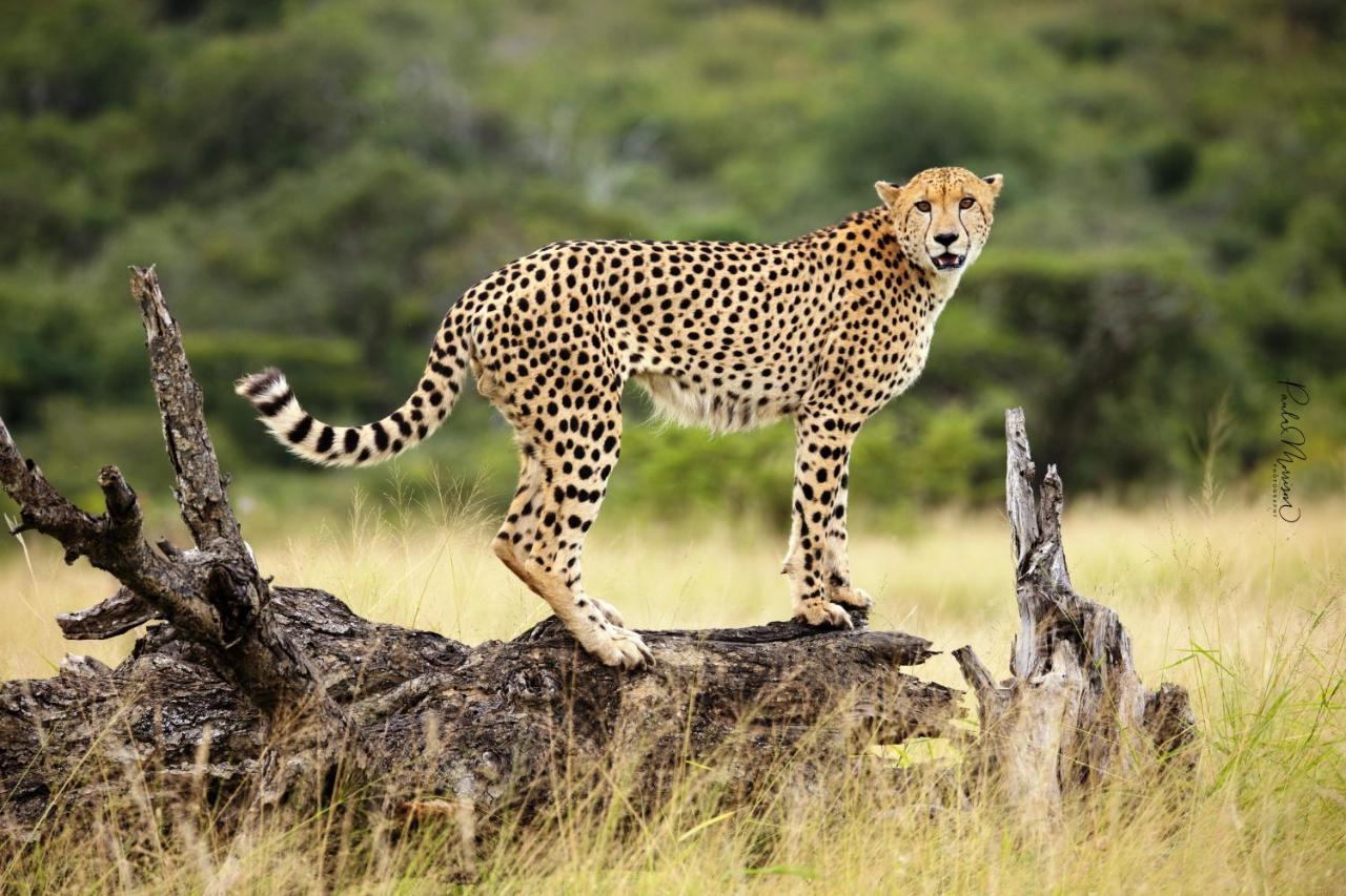 Sungulwane Private Game Lodge Глуглуве Екстер'єр фото