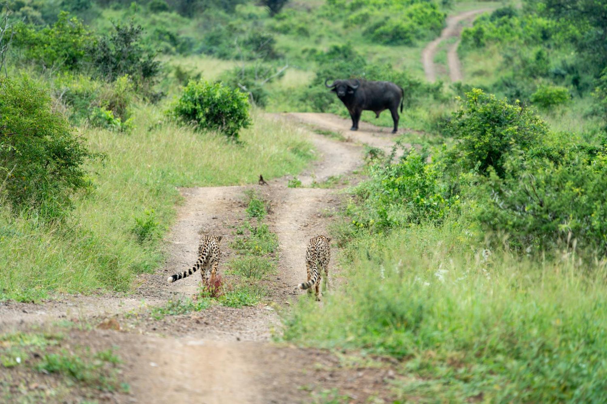 Sungulwane Private Game Lodge Глуглуве Екстер'єр фото